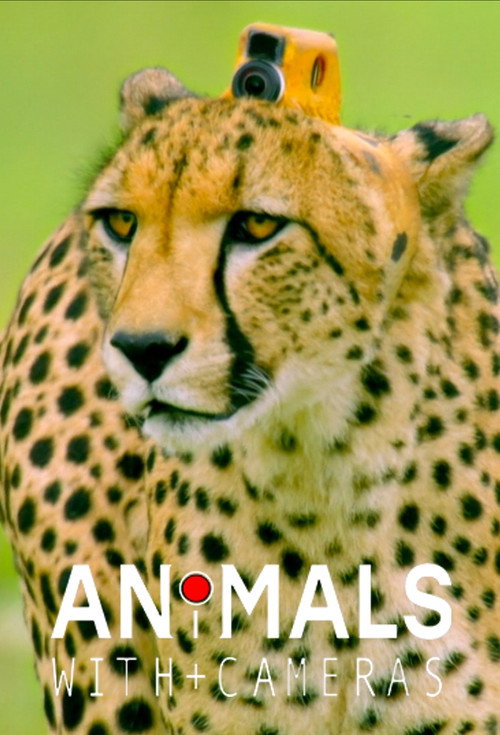 Animals with Cameras постер