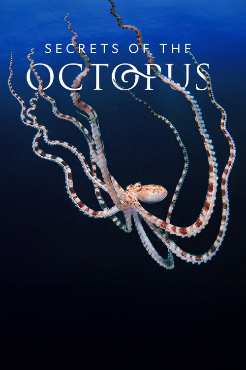 Secrets of the Octopus постер