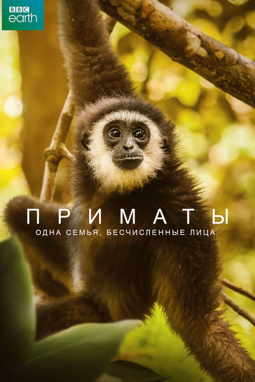 Приматы постер