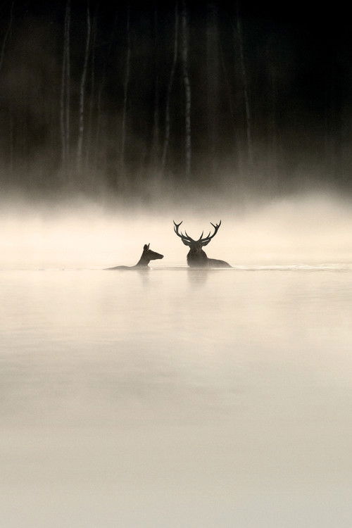 Le Chant des forêts постер