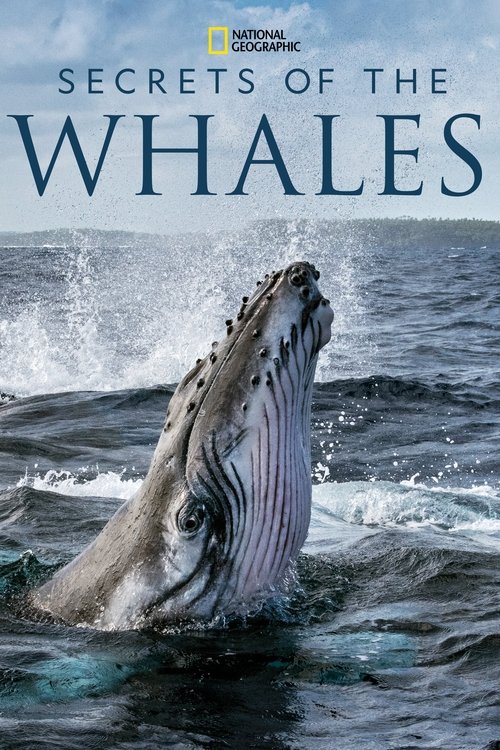 Secrets of the Whales постер
