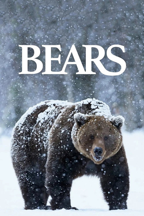 Bears постер