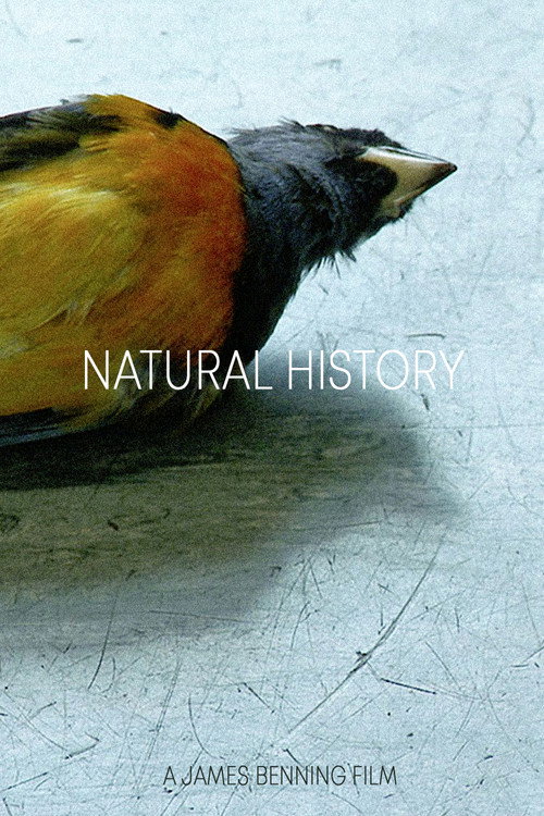 Natural History постер