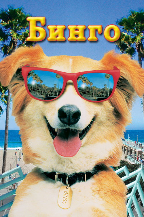 Бинго постер