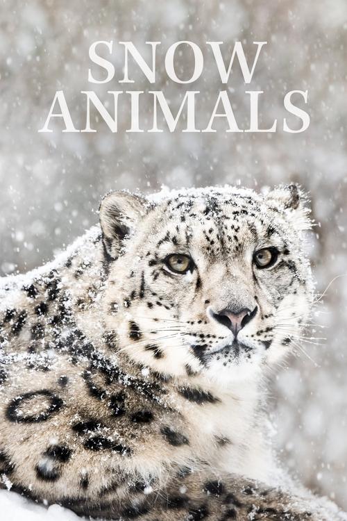 Snow Animals постер