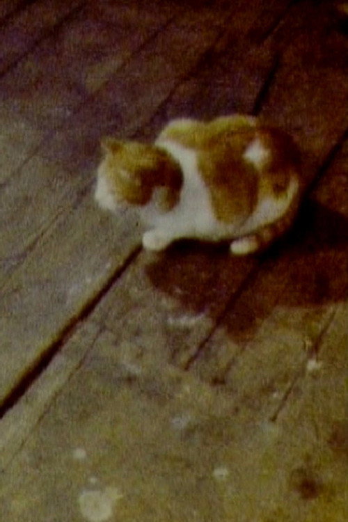 Cat постер