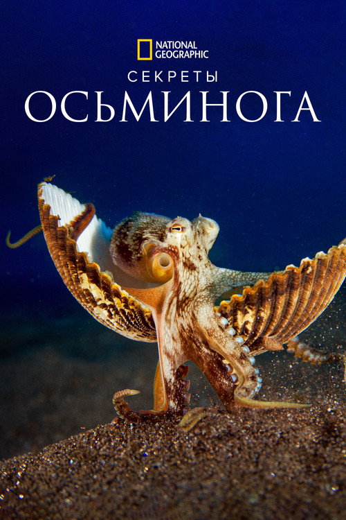 Секреты осьминога постер