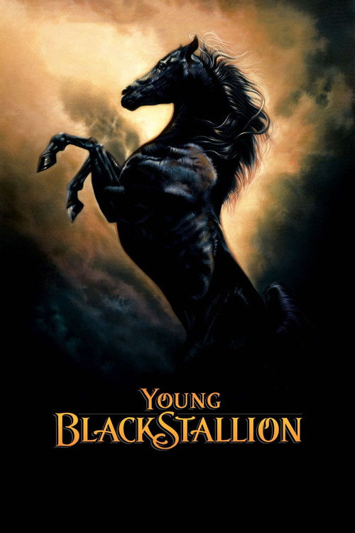 Young Black Stallion постер