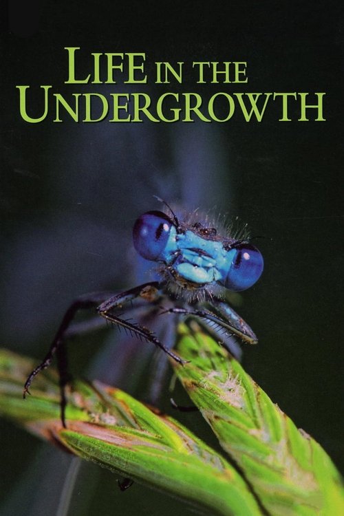 Life in the Undergrowth постер