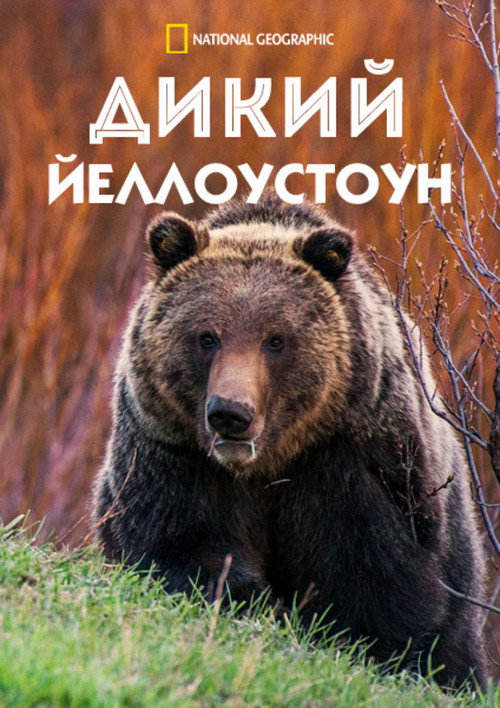 Дикий Йеллоустоун постер