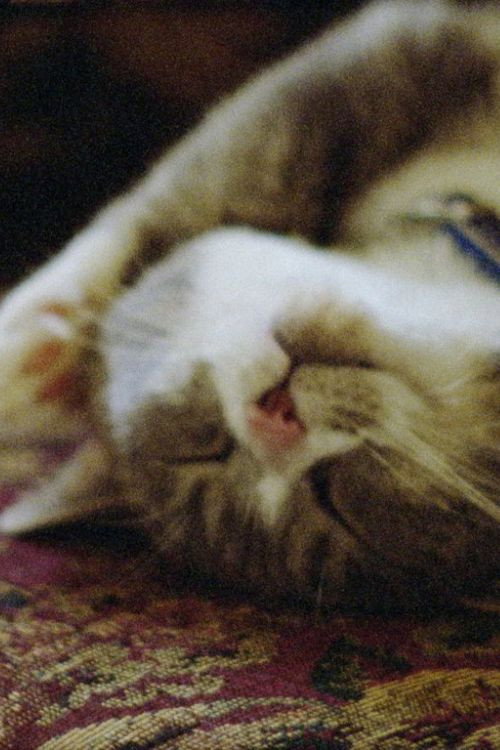 Pitcher of Colored Light постер