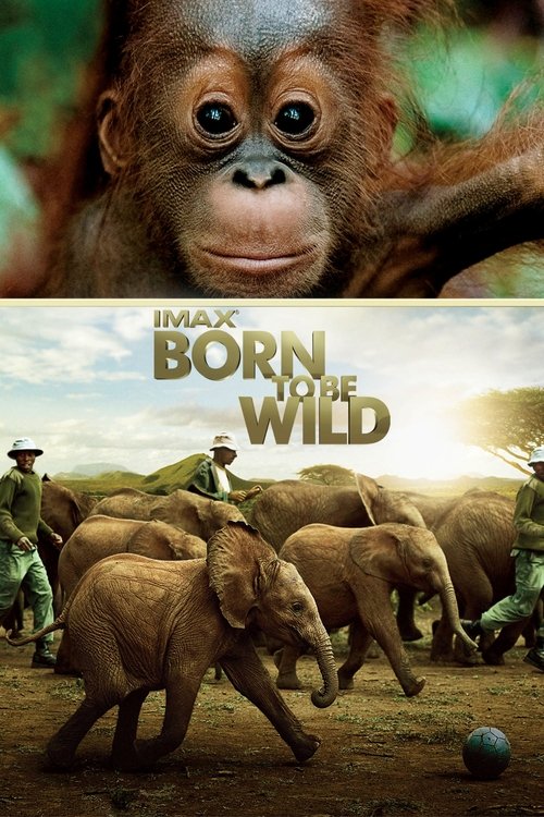 Born to Be Wild постер