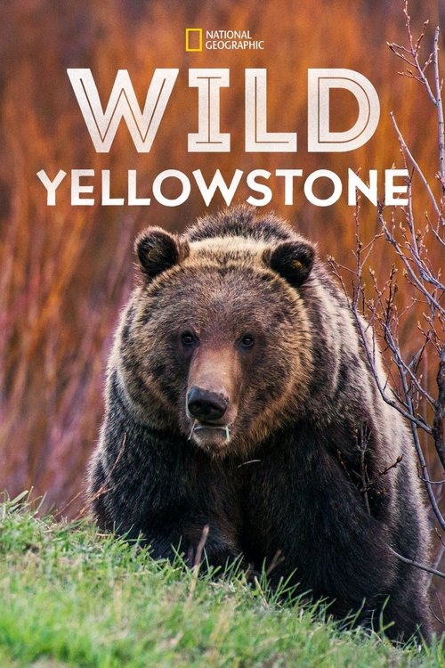 Wild Yellowstone постер