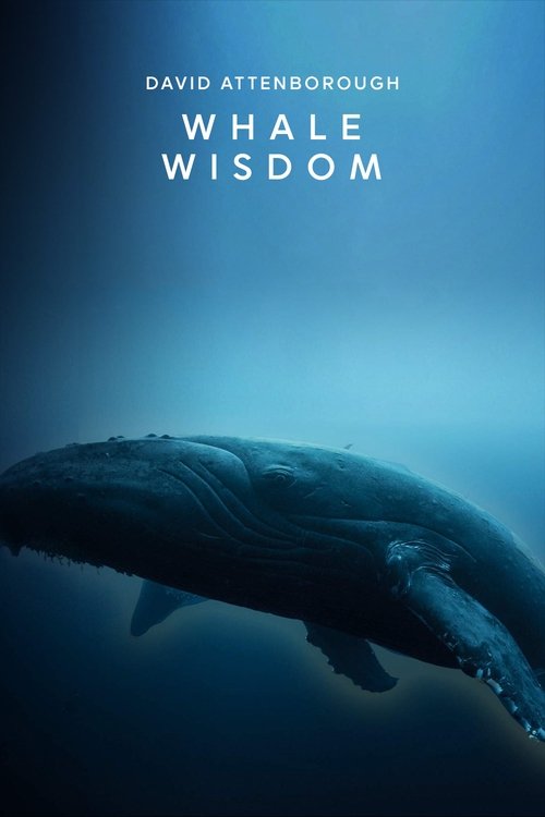 Whale Wisdom постер