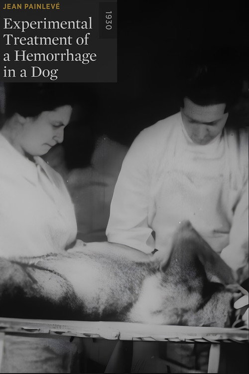 Experimental Treatment of a Hemorrhage in a Dog постер