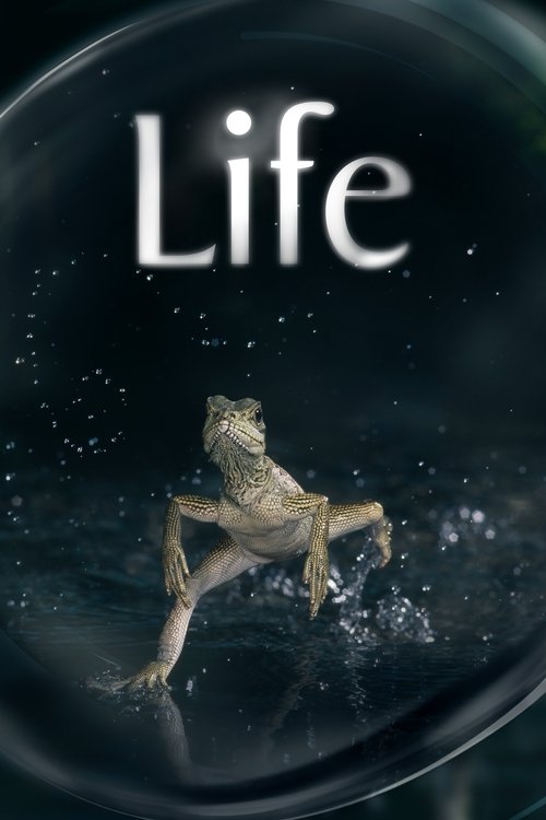 Life постер