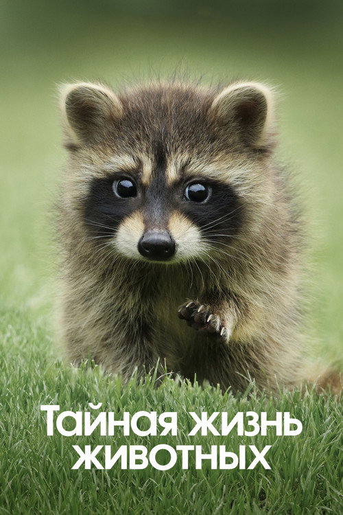 Тайная жизнь животных постер