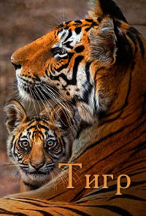 Тигр постер