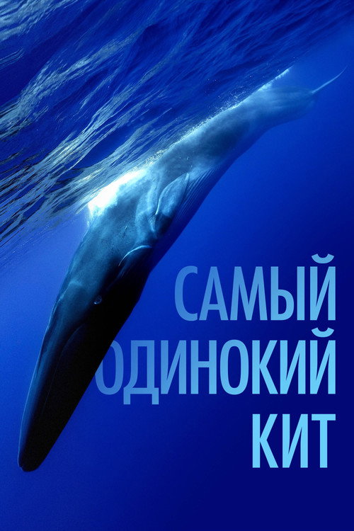 Самый одинокий кит постер