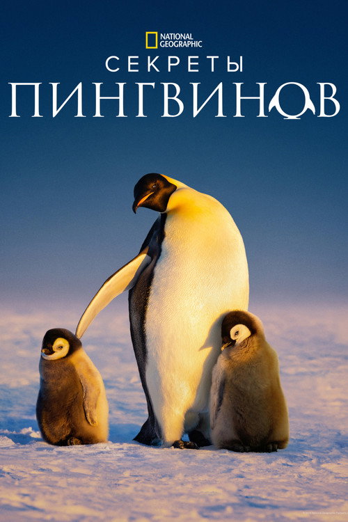 Секреты пингвинов постер