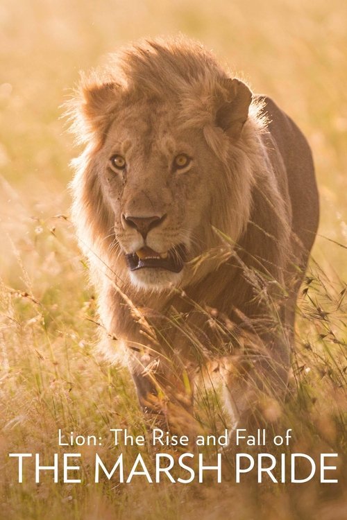 Lion: The Rise and Fall of the Marsh Pride постер