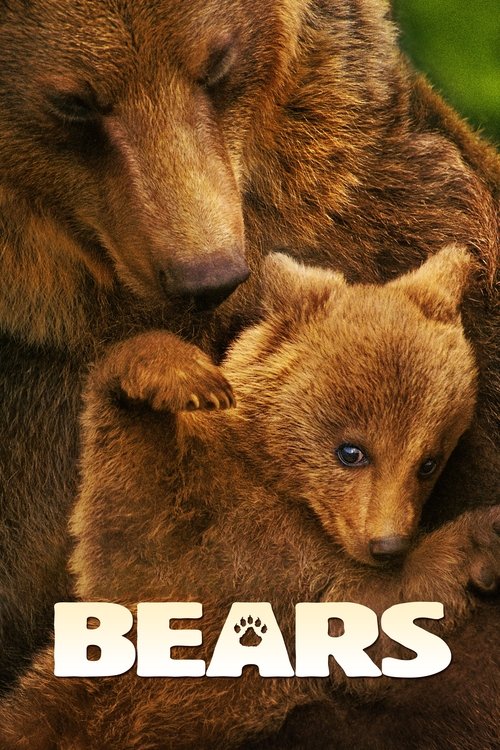 Bears постер