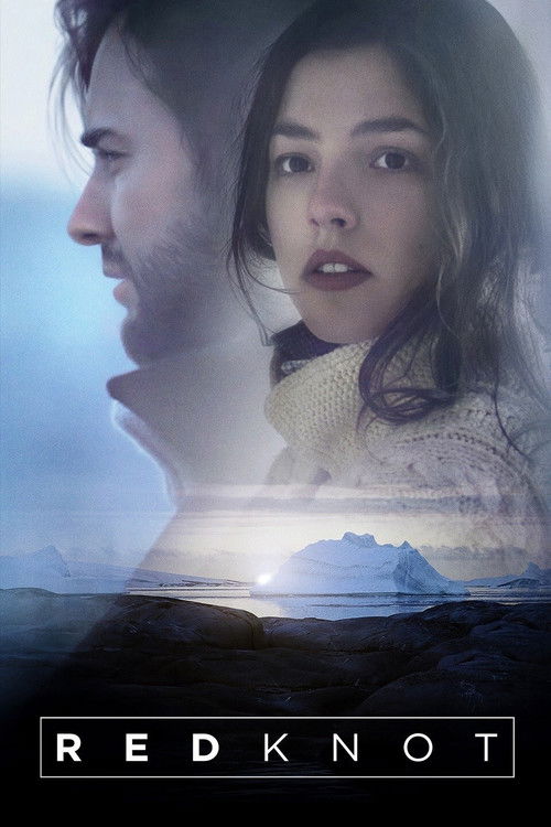 Red Knot постер