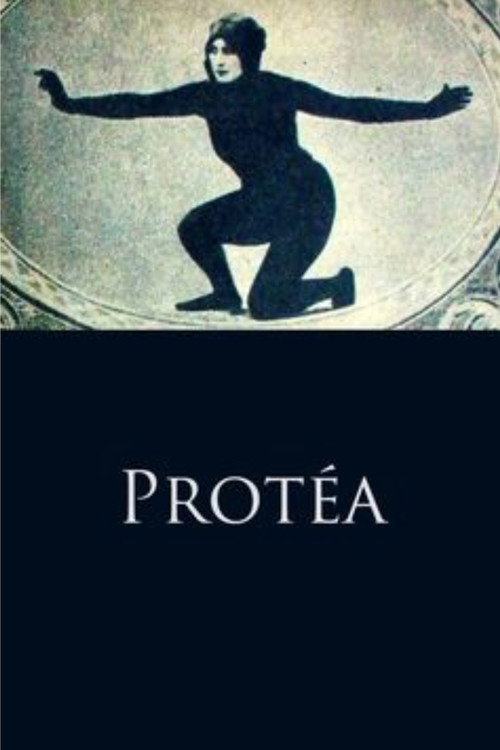 Protéa постер