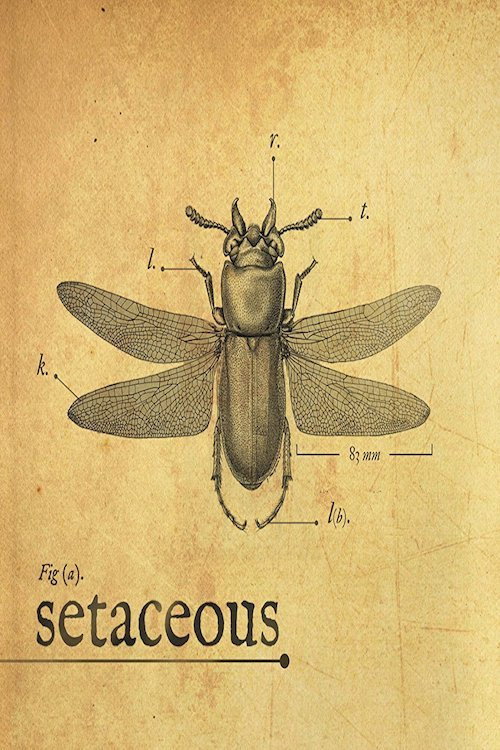 Setaceous постер
