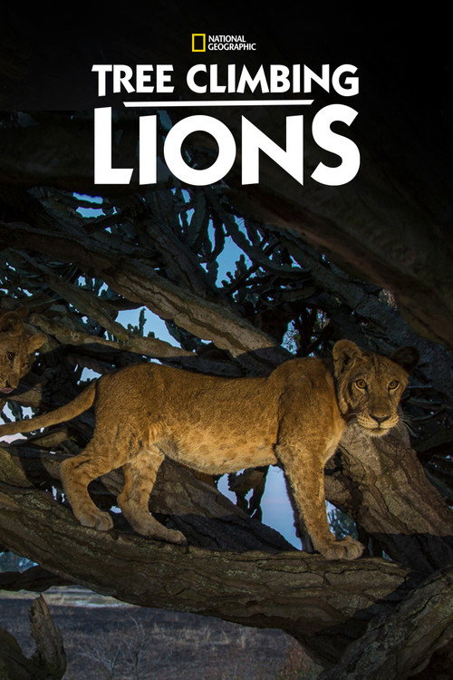 Tree Climbing Lions постер