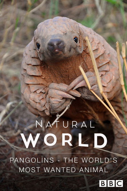 Pangolins: The World's Most Wanted Animal постер