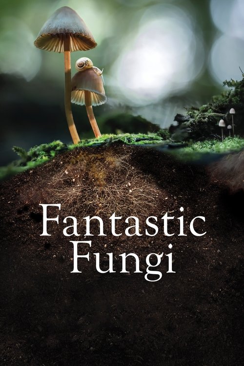 Fantastic Fungi постер