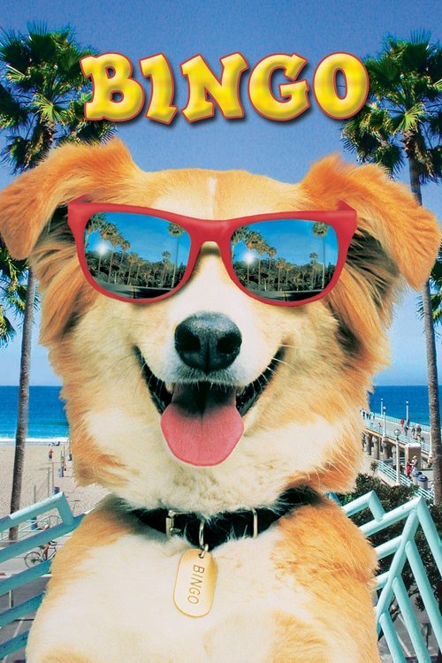 Bingo постер