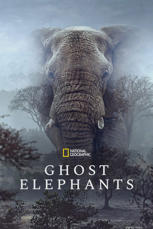 Ghost Elephants постер