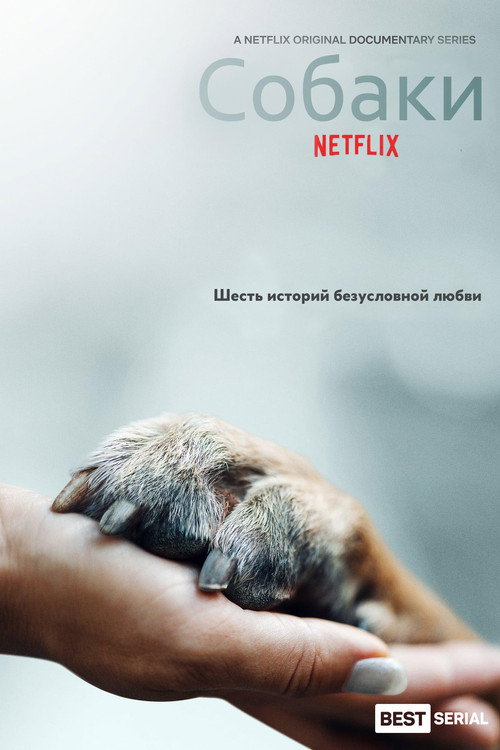 Собаки постер