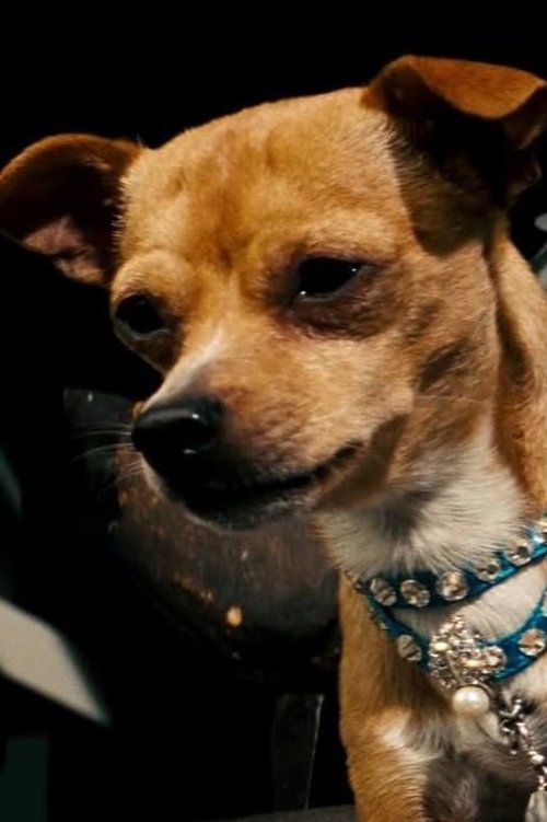 Честер Чихуахуа