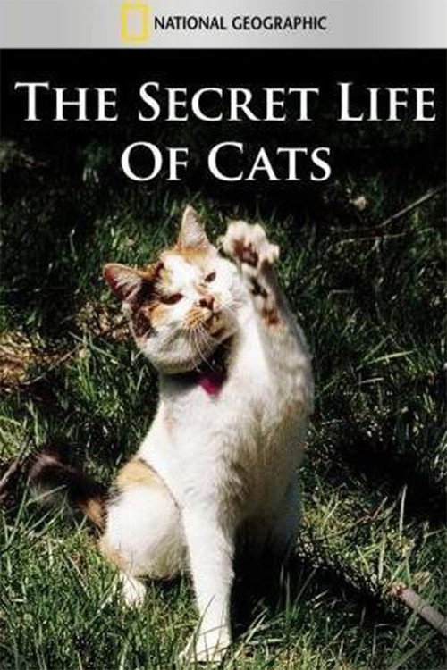 The Secret Life of Cats постер