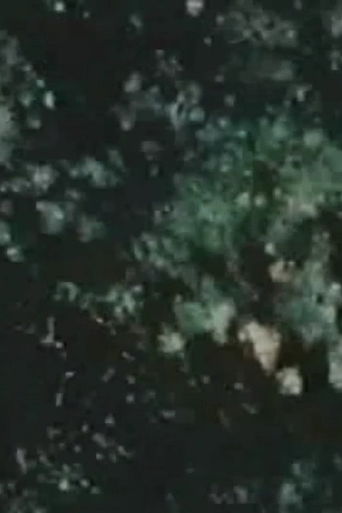 Song 14 постер