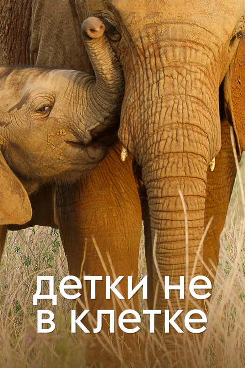 Wild Babies постер