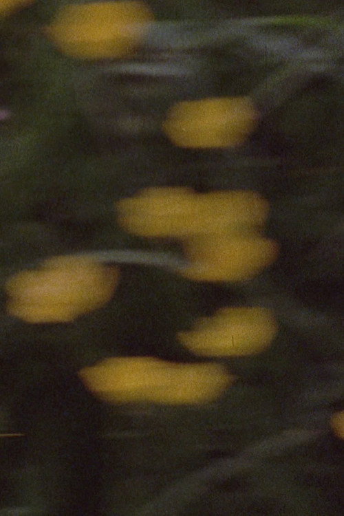 Pan 698 постер