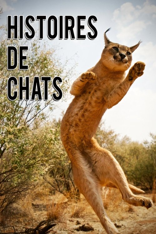 The Story of Cats постер