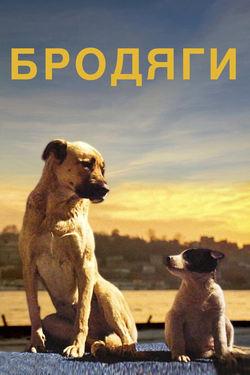 Stray постер