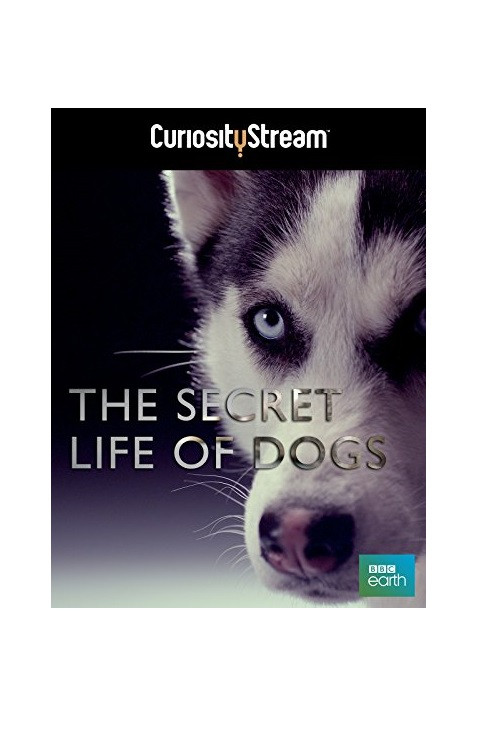 The Secret Life of Dogs постер