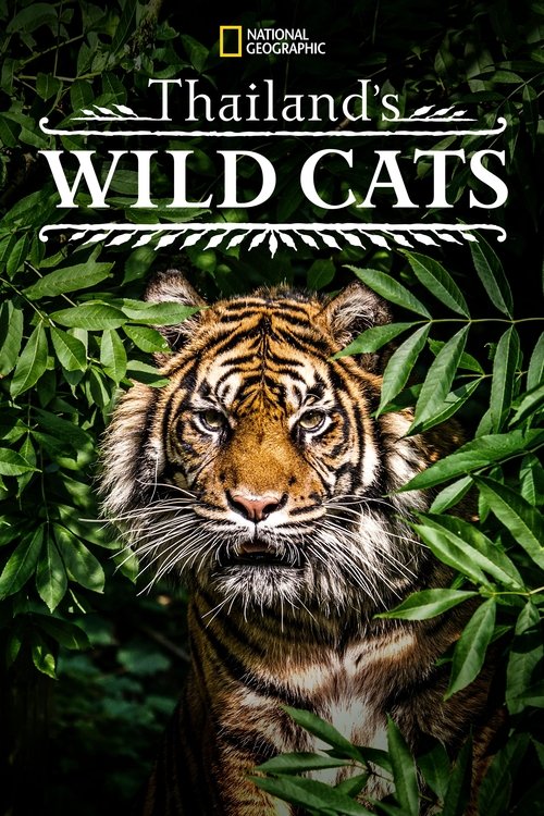 Thailand's Wild Cats постер