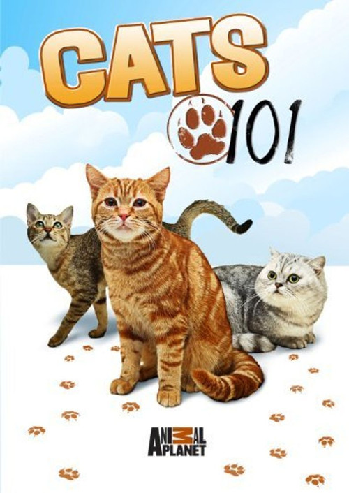 Cats 101 постер