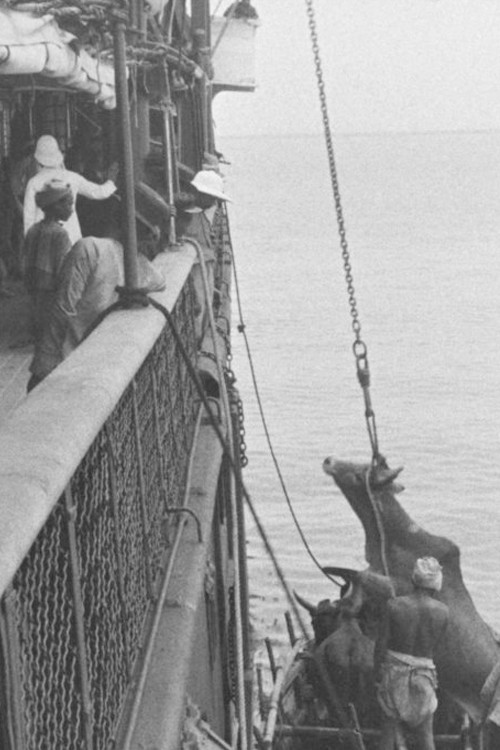 Embarquement d'un bœuf à bord d'un navire постер