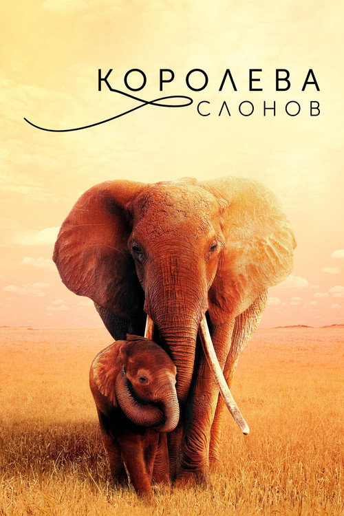 Королева слонов постер