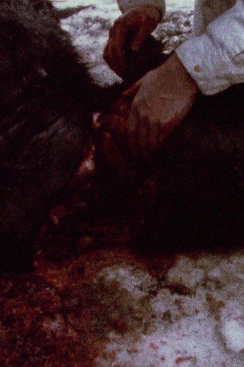 Pan 697 постер