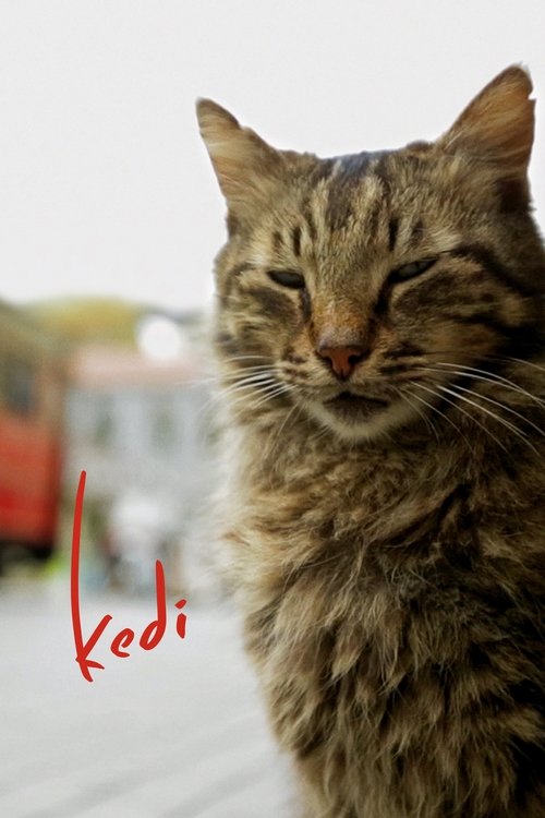 Kedi постер