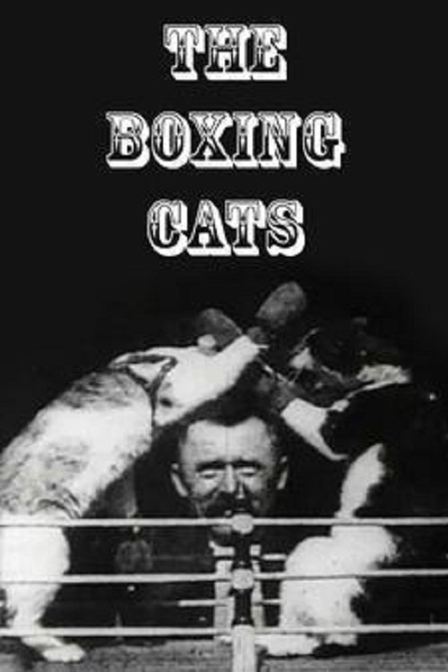 The Boxing Cats постер